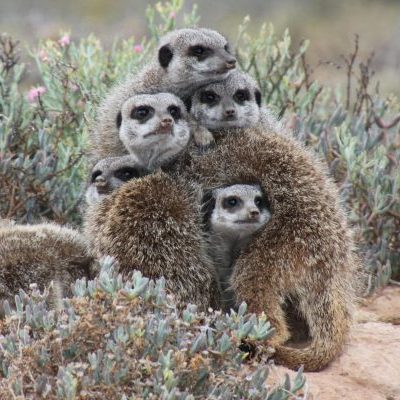 Konka Karoo Guest Farm