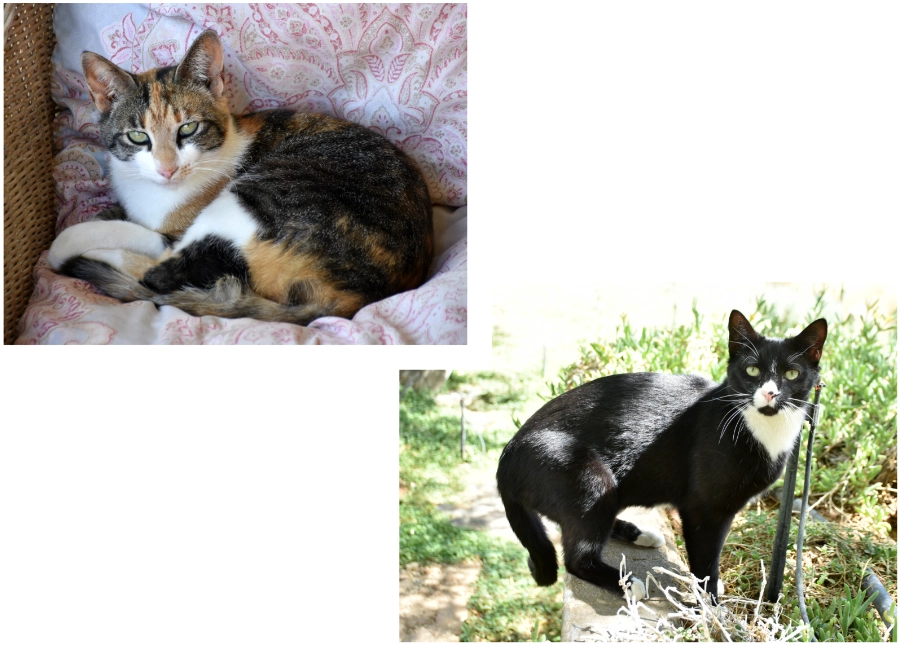 Konka Karoo Guest Farm