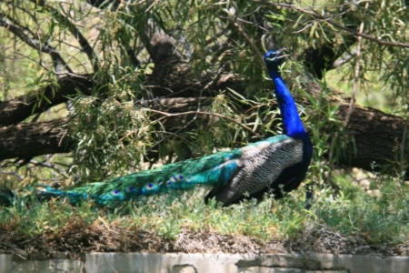 Konka Karoo Guest Farm