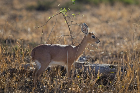 Konka Karoo Guest Farm