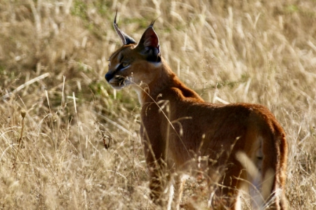 Konka Karoo Guest Farm