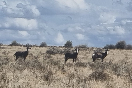 Konka Karoo Guest Farm