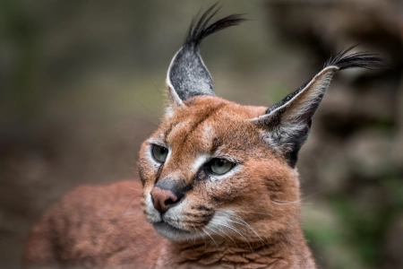 Konka Karoo Guest Farm