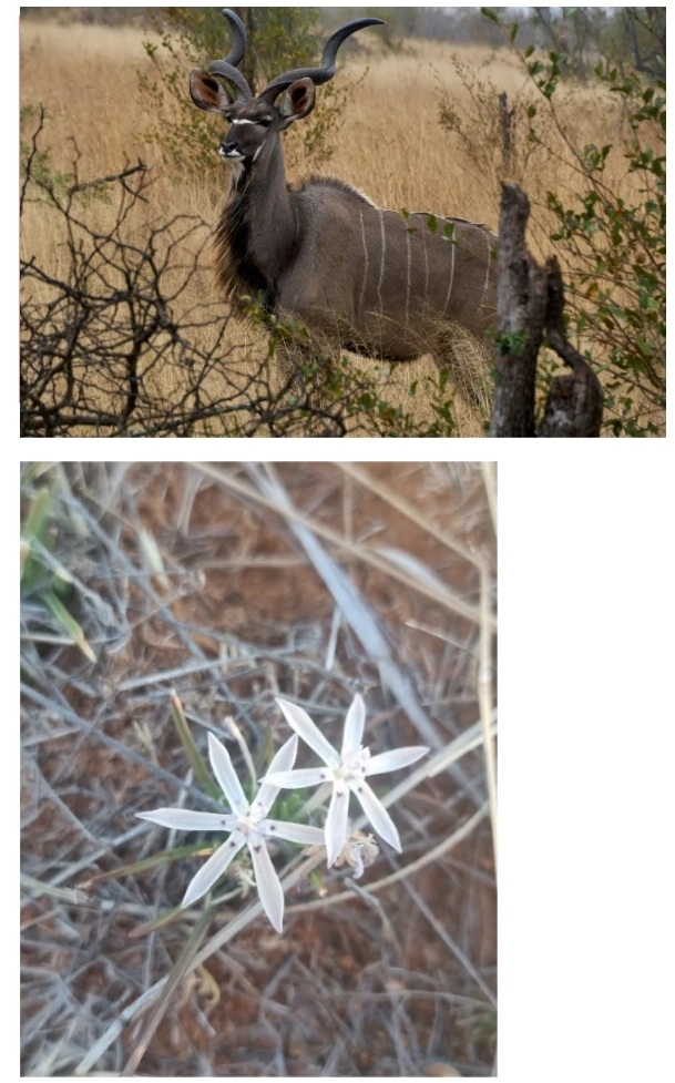 Konka Karoo Guest Farm